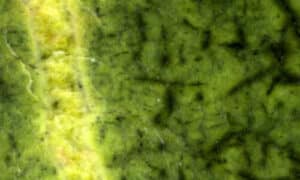 La sua tonalità verde unica e l'aspetto esotico lo rendono perfetto per creare un'atmosfera accogliente e rilassante
